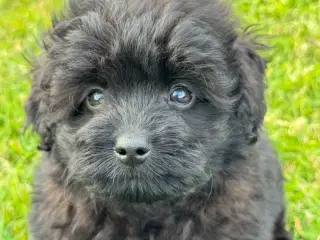 Pomapoo hvalpe Rejseklar 