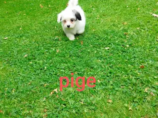 Coton de tulear