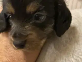 1 lille dreng tilbage 