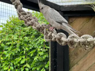 Nymfe Parkit 