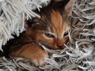 Maine Coon bla. 10 uger 🐈