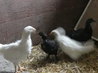 4 kyllinger sælges