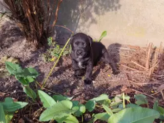 Old english bulldog og labrador hvalpe