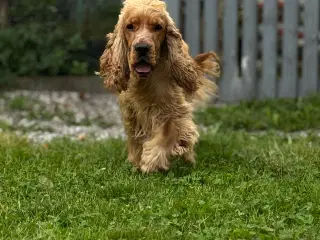 Erfaren Avl – Smuk & Rolig Engelsk Cocker Spaniel 