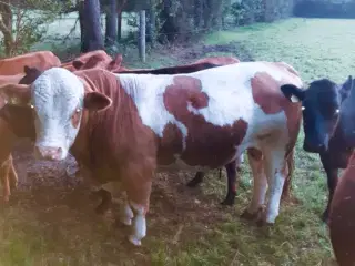 Flot simmentaler tyr 