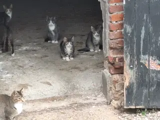 Kattekillinger 