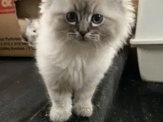 Ragdoll- skovkat mor. Ragdoll far