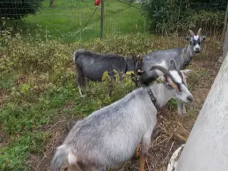 afrikanske dværggeder