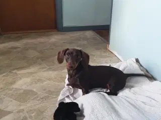 Korthåret gravhunde 