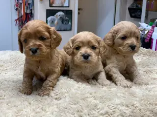 Cockerpoo babyer 