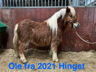 Shetlænder hingst 