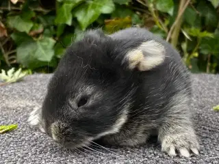 FRANSK VÆDDER HUN SORT OTTER
