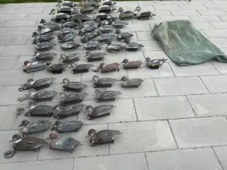 Lokkeænder