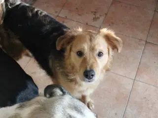 Frodo til adoption! 🩵