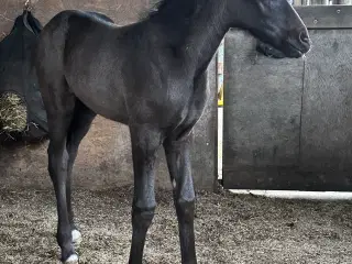 Spotilas/totilas hoppeføl