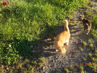 kattekilling