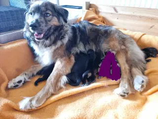 Islandskfårehunde blanding, hvalpe 