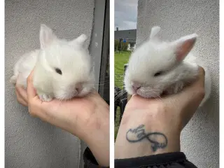 Minilop kanin unge 