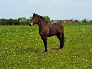 Kone hest rideskole hest 
