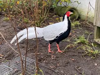 Sølvfasankok fra 2022