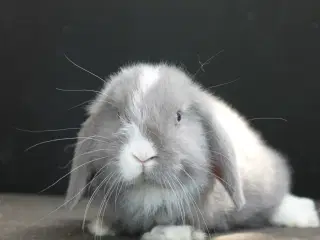 Dværgvædder/Mini lop han