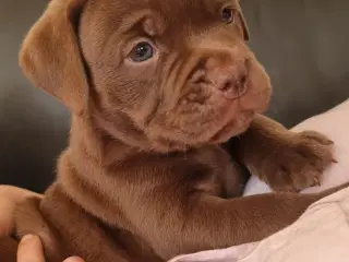 Labrador + oeb
