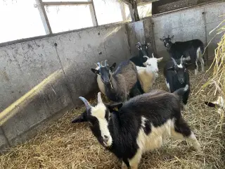beder sælges 12 stk haves