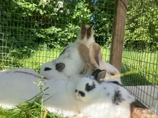 Tamme kaninunger 