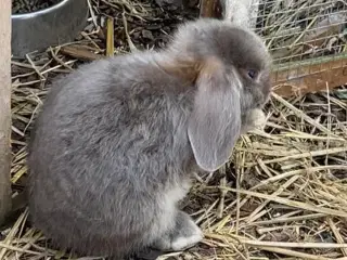 Minilop Pige 