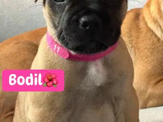 Frengle - Fransk Bulldog hvalpe