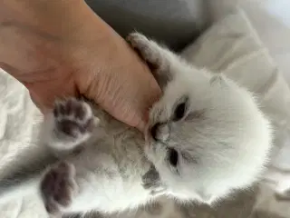 British Shorthair killinger søger nyt hjem