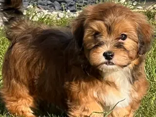 Dejlige Bichon Havanais 