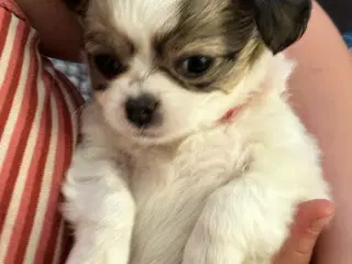 Smuk Chihuahua tæve 6 uger