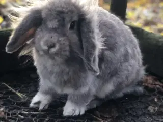 Sød hunkanin børnevant og tam