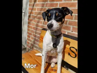 Dansk svensk gårdhunde hvalpe 