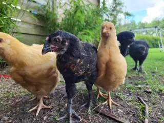 Høne kyllinger 7 uger gamle