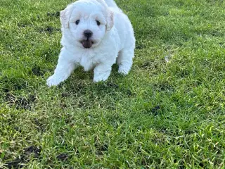 Coton De Tulear 