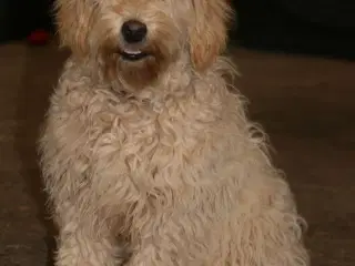 Doodler Goldendooler Dooodledoodle
