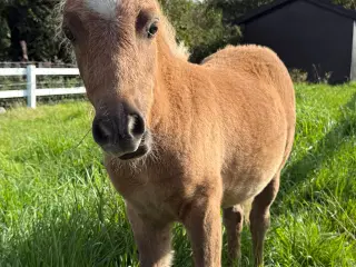 Skøn mini pony 