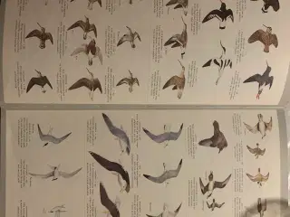 2 bøger fugleliv i danmark krydsords leksikon 