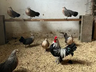 Mini dværghøns
