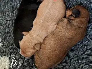 Cavaton - Cavalier/Coton hvalpe 