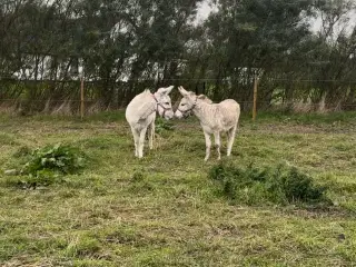To skønne æsler sælges