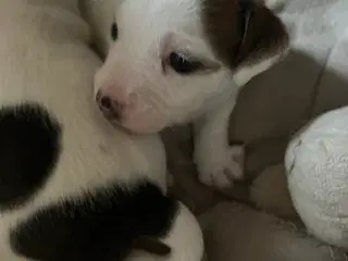 Jack russel hvalp