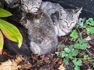 Super søde kattekillinger.