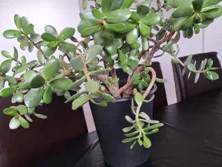 Stueplante