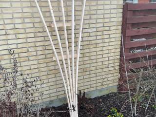 Espalier