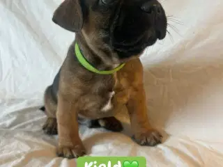 Frengle - Fransk Bulldog hvalpe