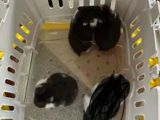 Hamster handler