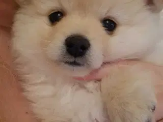 Smuk prinsesse Snowie
